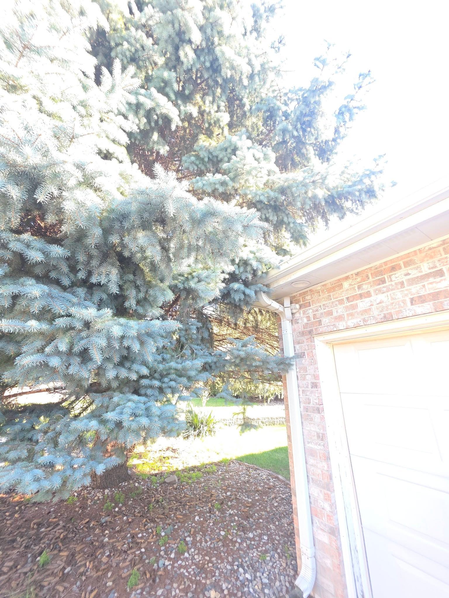 Tree Pruning
