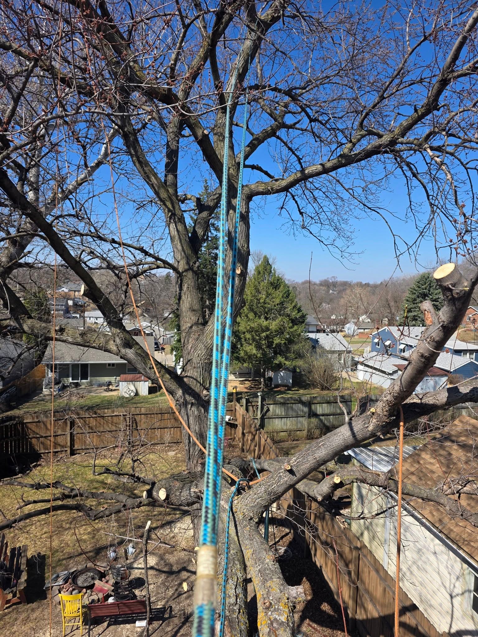 Tree Removal