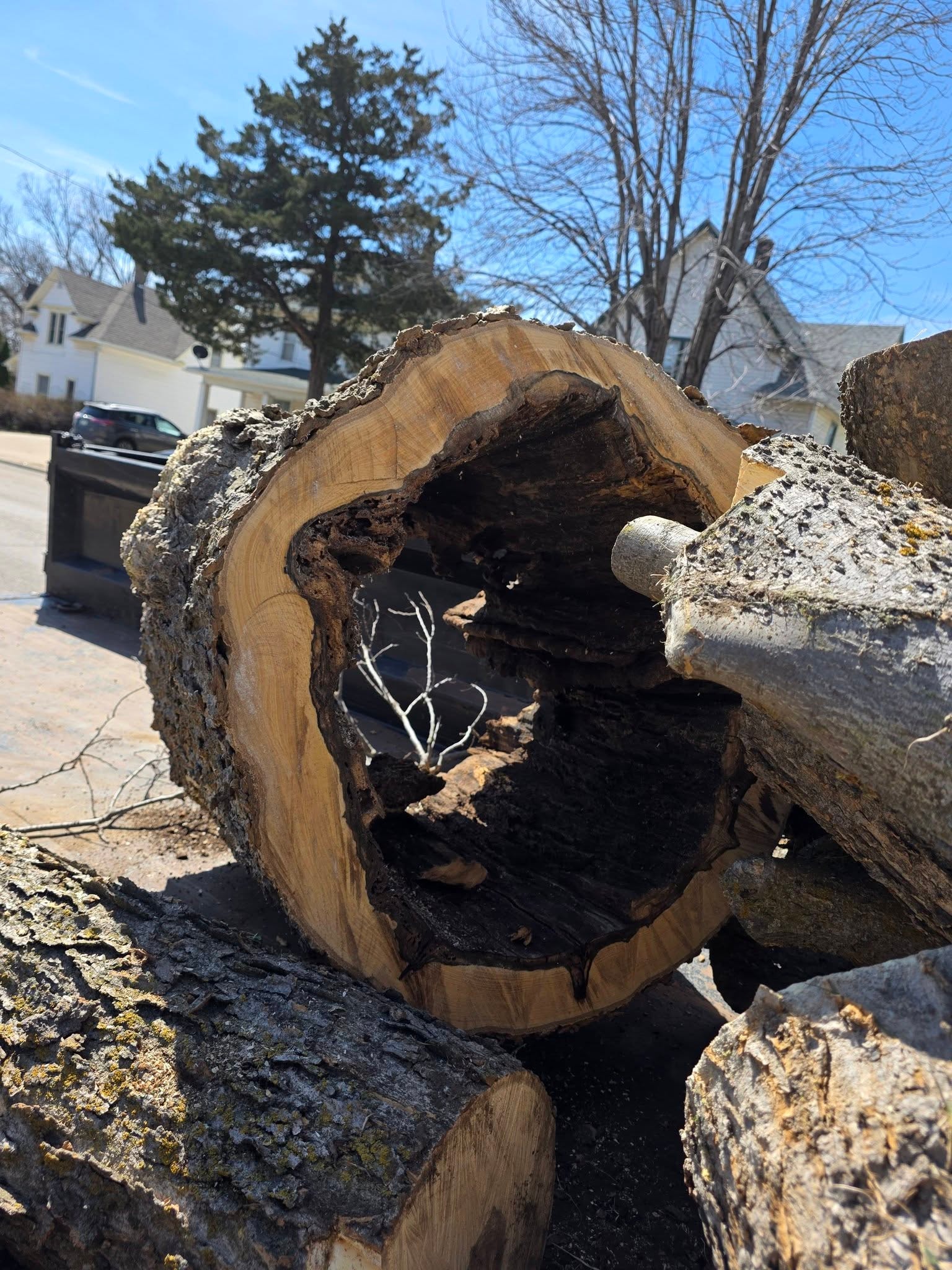 Tree Removal