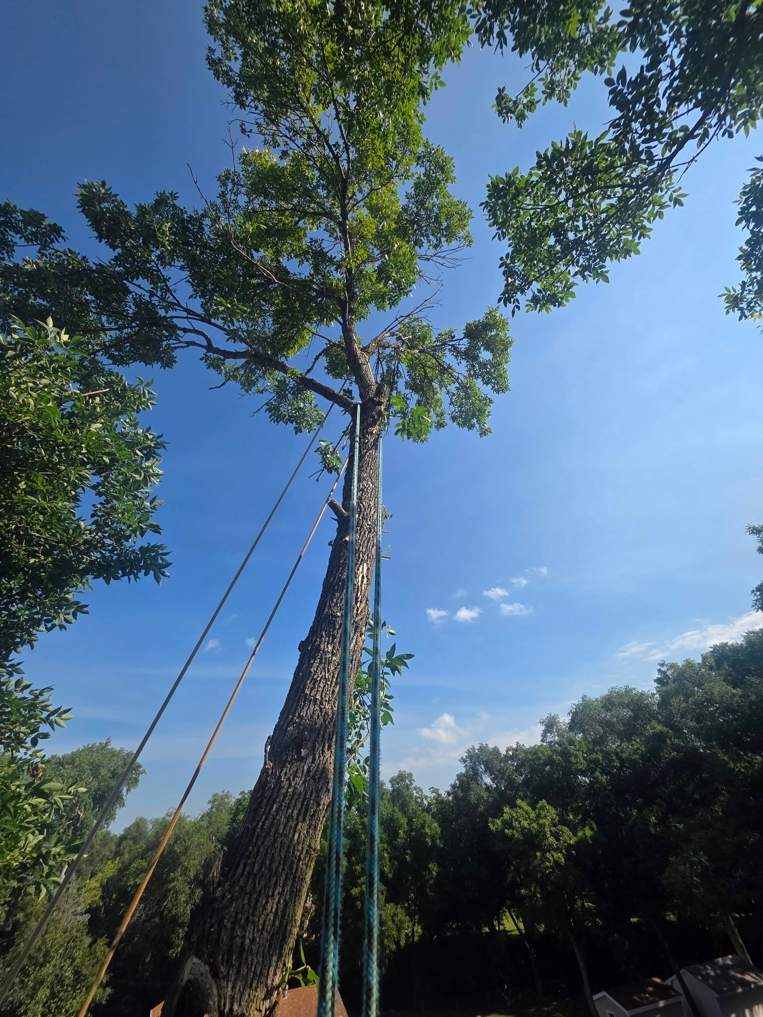 Tree Removal