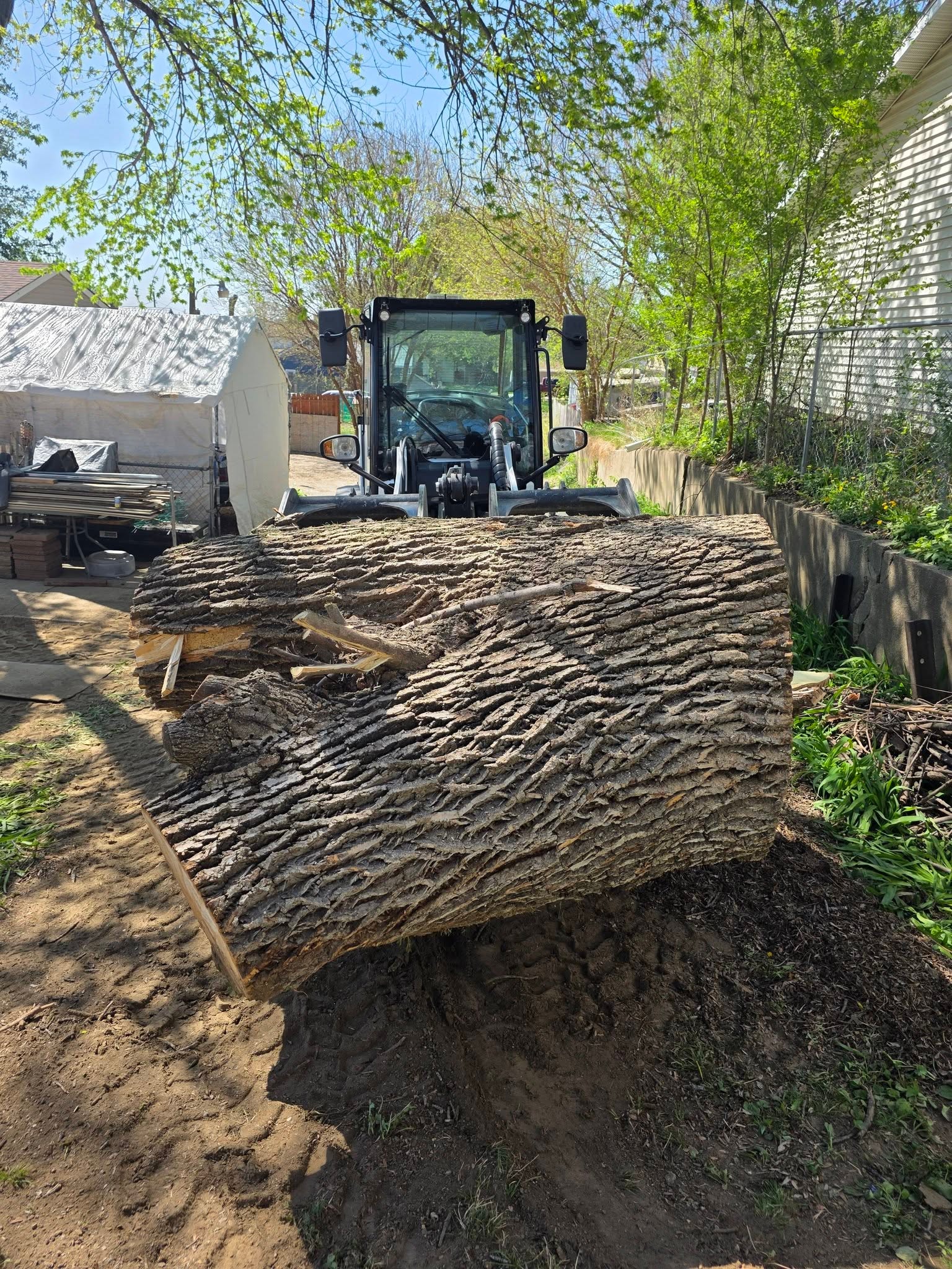 Tree Removal