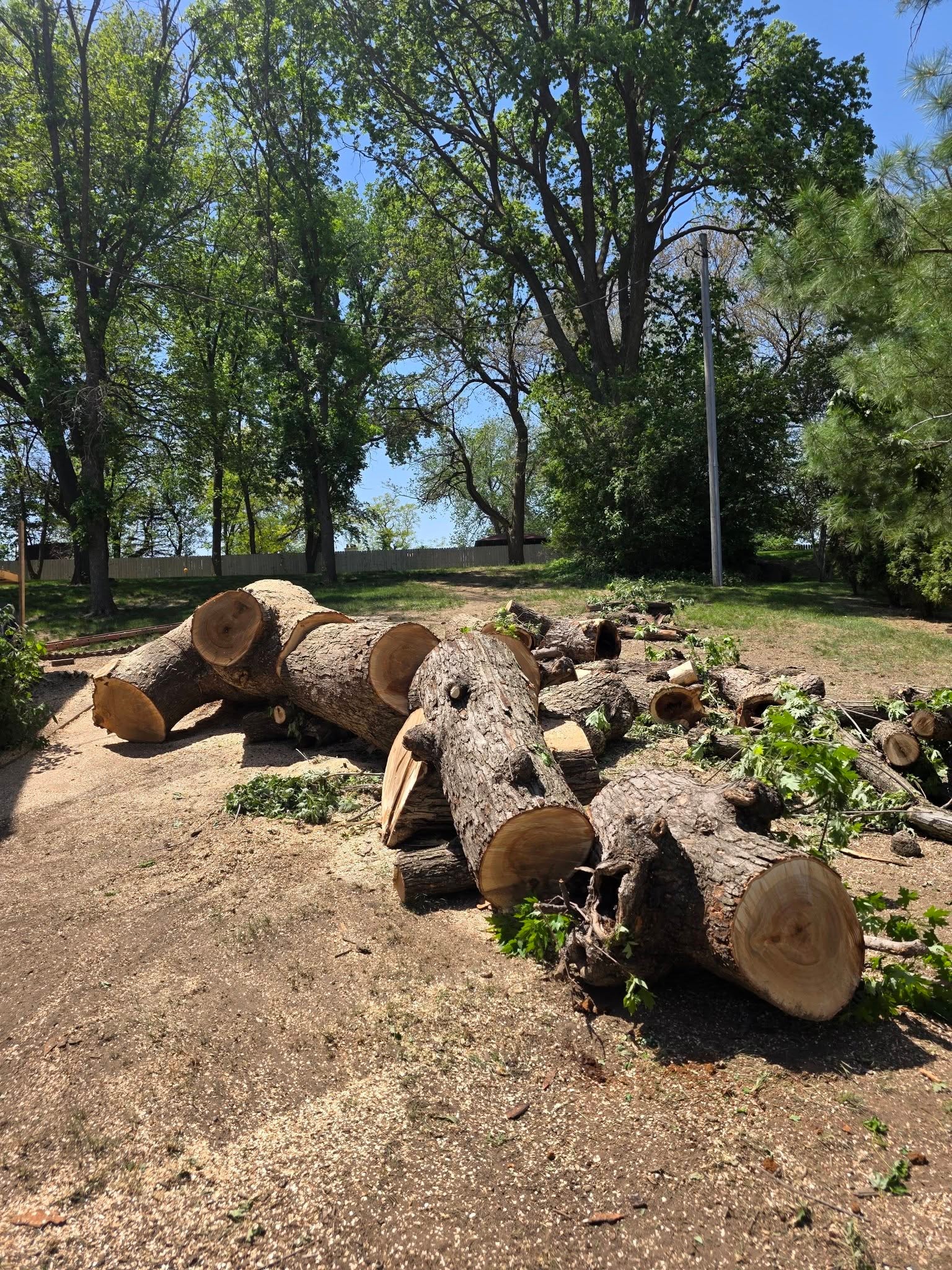Tree Removal