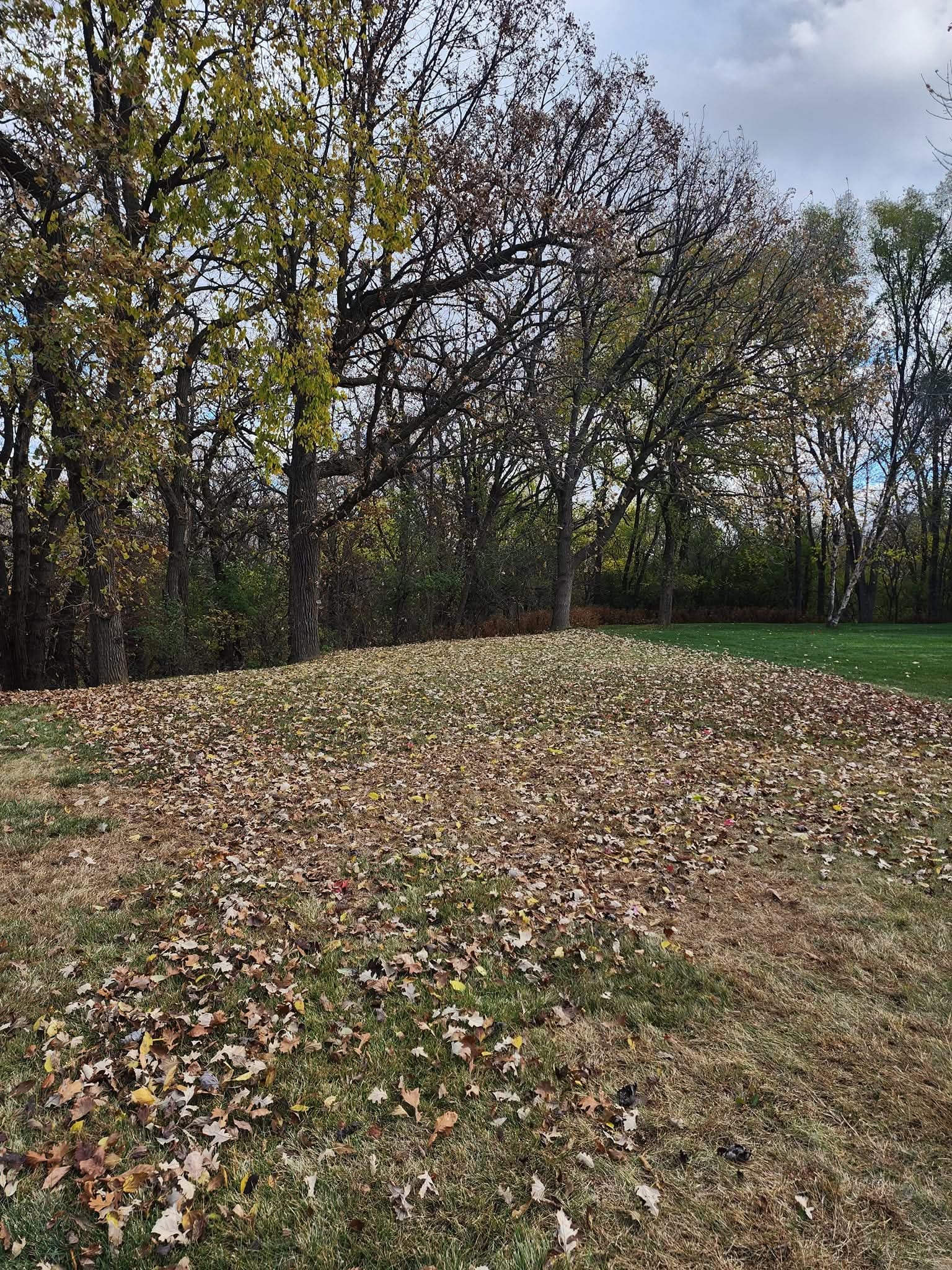Leaf Removal